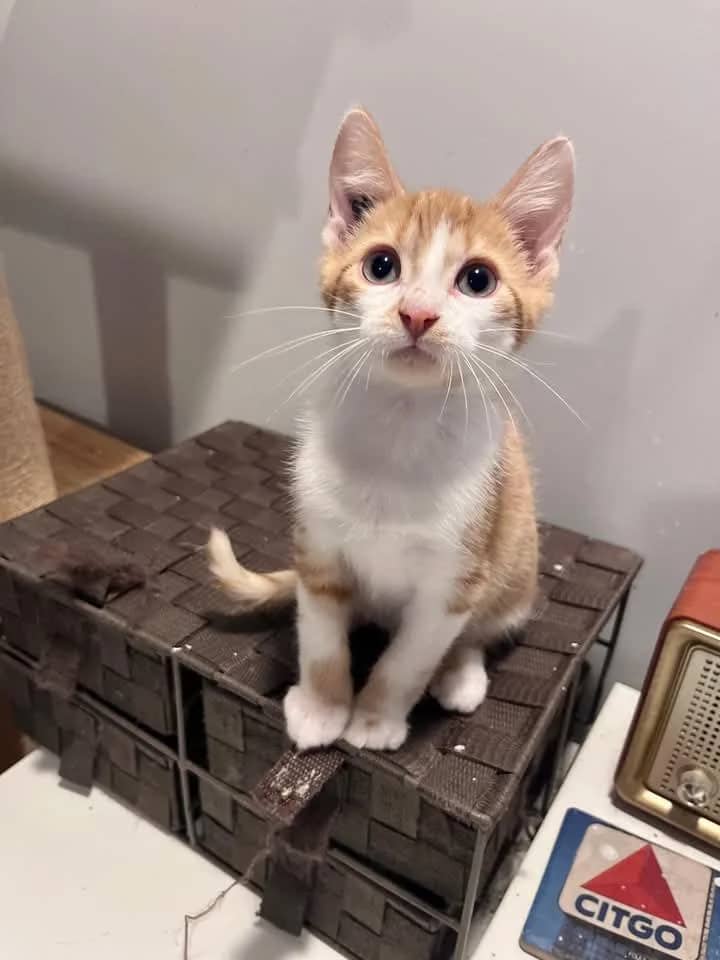 Jay - Domestic Shorthair cat available for adoption at Grateful Friends Animal Rescue in Winnipeg