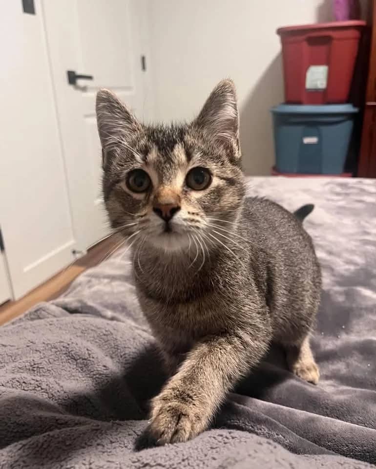 Mitchell - Domestic Shorthair cat available for adoption at Grateful Friends Animal Rescue in Winnipeg