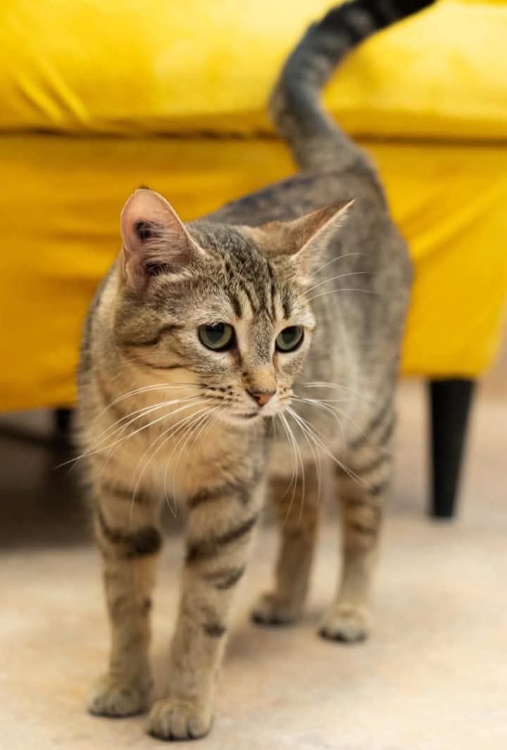 Kyra - Domestic Shorthair available for adoption