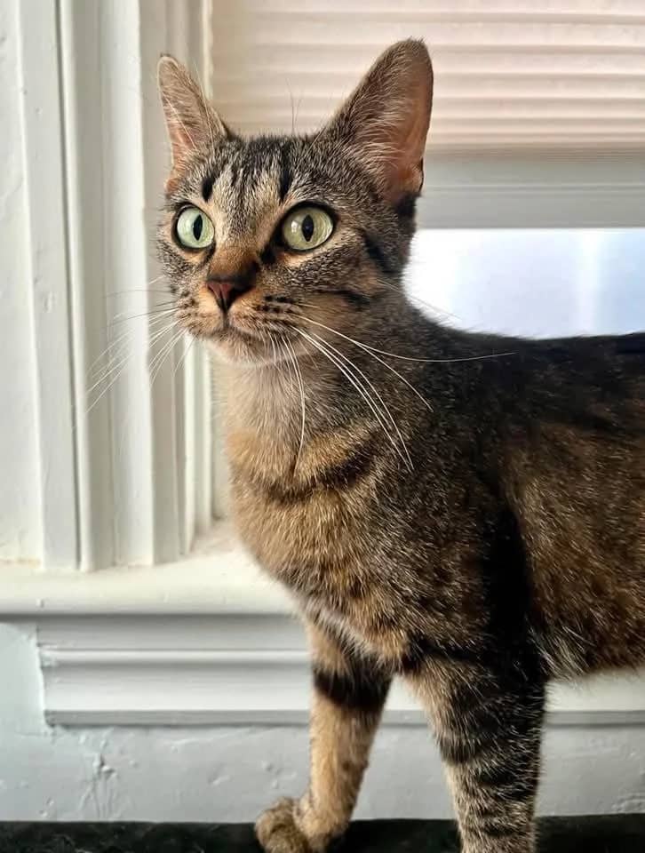Skylar - Domestic Shorthair cat available for adoption at Grateful Friends Animal Rescue in Winnipeg