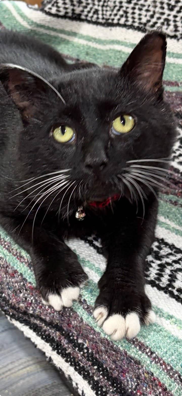 Mr. Tux - Domestic Shorthair cat available for adoption at Grateful Friends Animal Rescue in Winnipeg