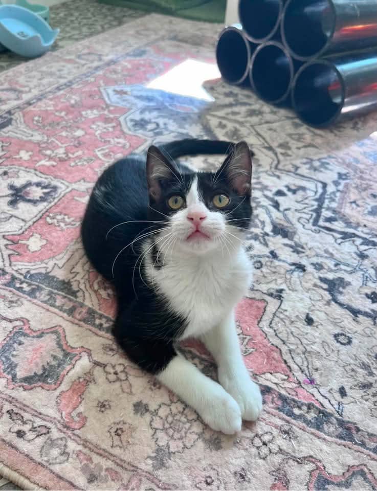 Vinyl - Domestic Shorthair cat available for adoption at Grateful Friends Animal Rescue in Winnipeg
