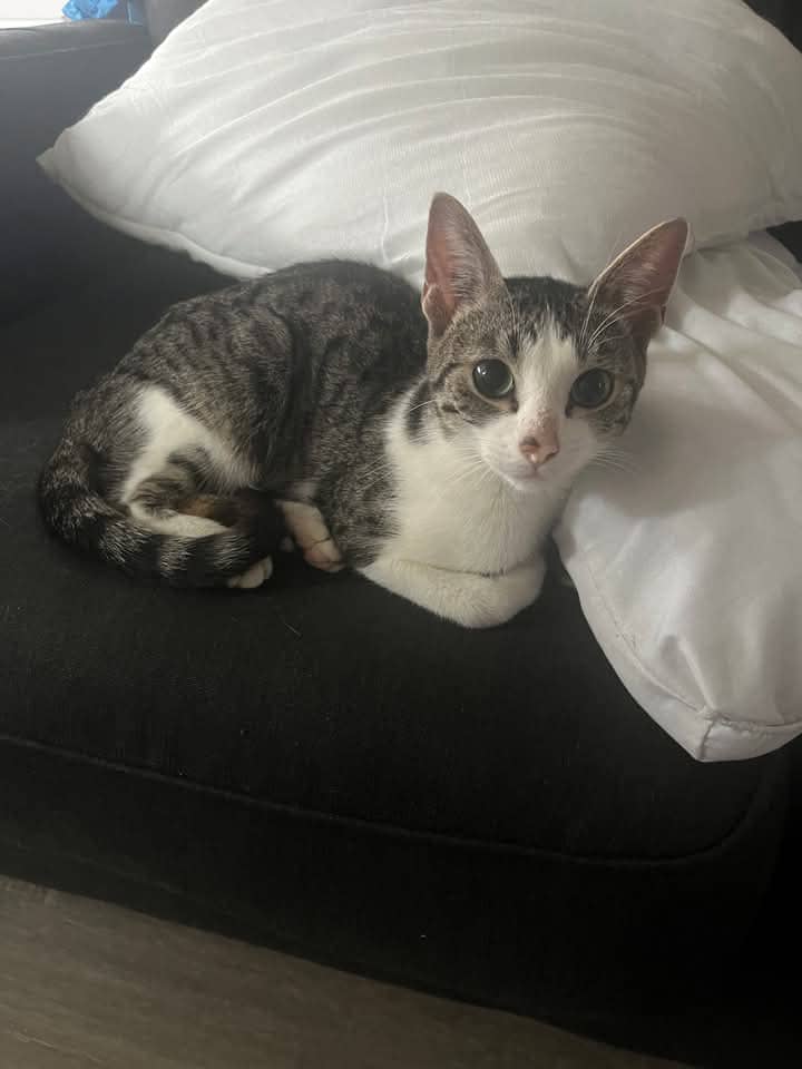 Ashby - Domestic Shorthair cat available for adoption at Grateful Friends Animal Rescue in Winnipeg
