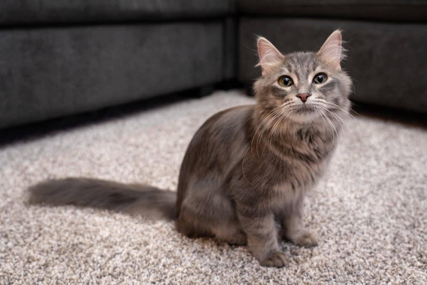 Silver - Domestic Shorthair cat available for adoption at Grateful Friends Animal Rescue in Winnipeg