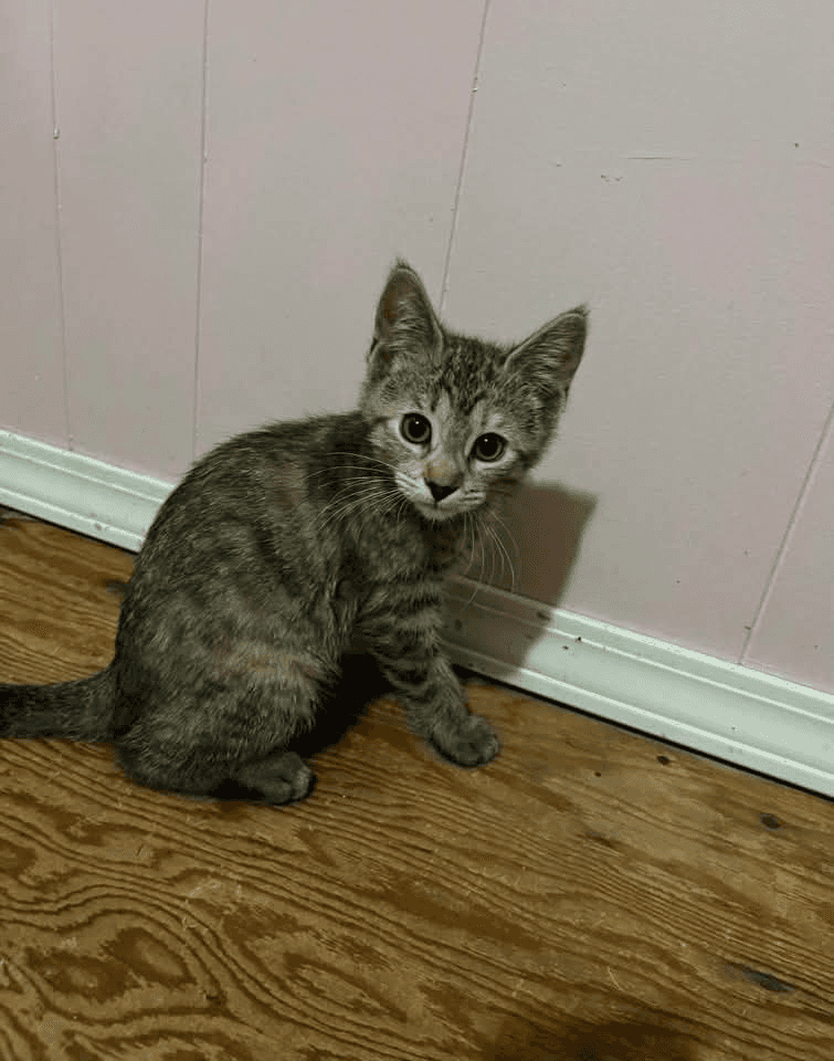 Maisie - Domestic Shorthair available for adoption