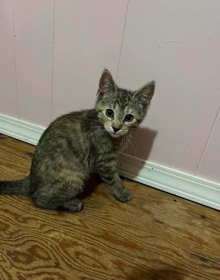 Maisie - Domestic Shorthair available for adoption