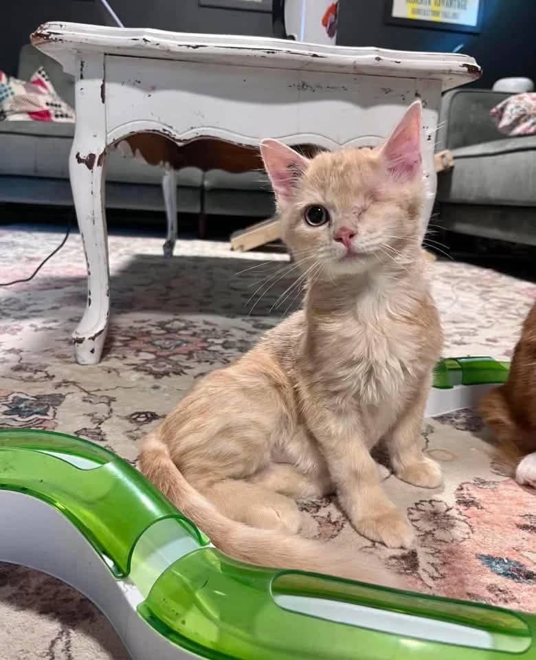 Shady Boggs - Domestic Shorthair cat available for adoption at Grateful Friends Animal Rescue in Winnipeg