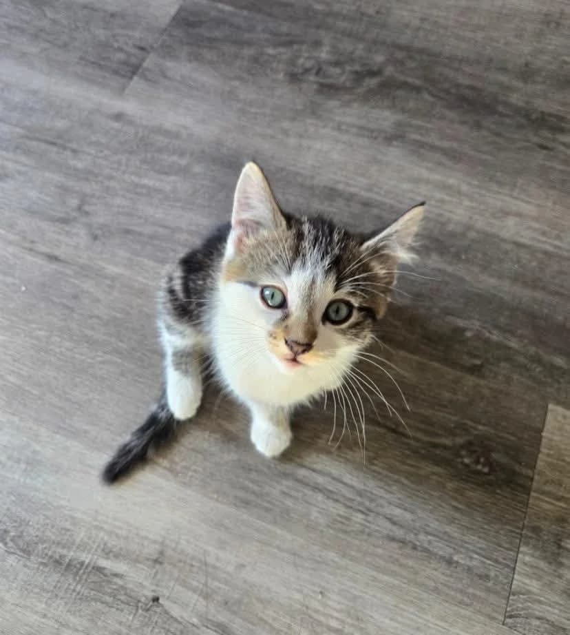 Luigi - Domestic Shorthair available for adoption