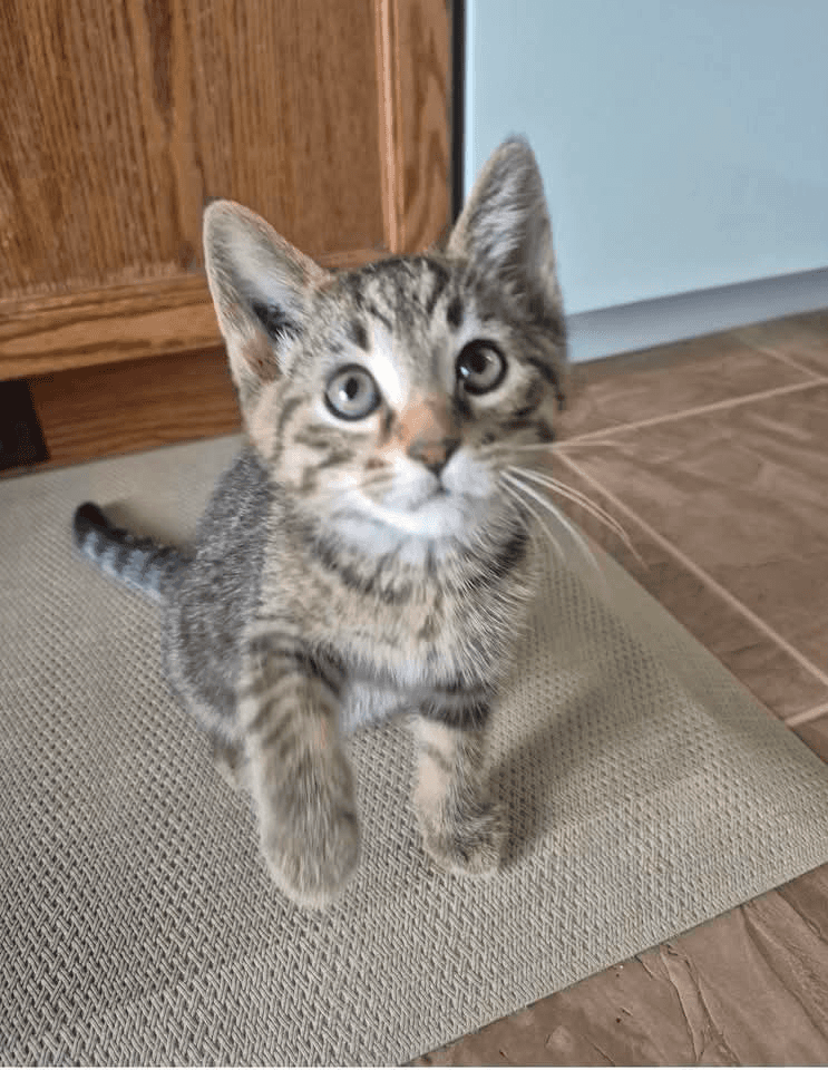 Birch - Domestic Shorthair cat available for adoption in Manitoba