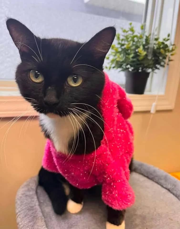 Ladybug - Domestic Shorthair available for adoption