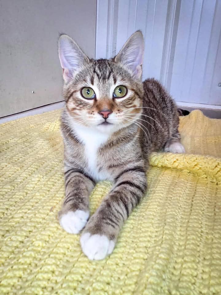 Stewie - Domestic Shorthair cat available for adoption at Grateful Friends Animal Rescue in Winnipeg