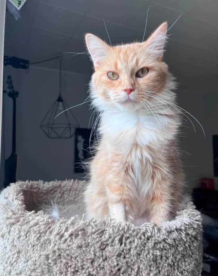 Oneida - Domestic Shorthair available for adoption