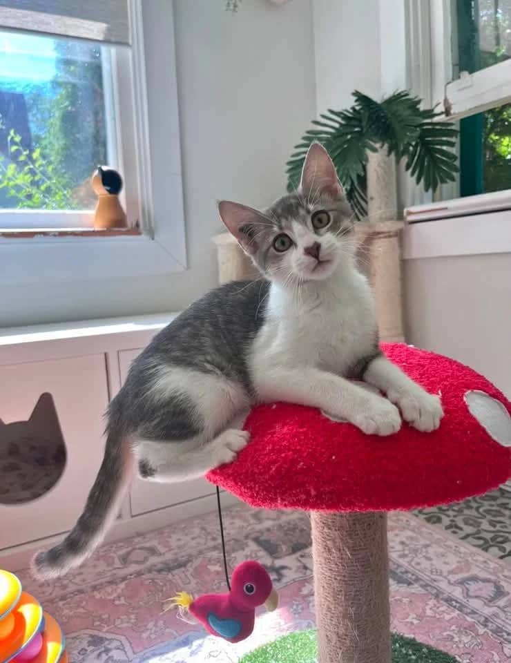 8 Track - Domestic Shorthair cat available for adoption at Grateful Friends Animal Rescue in Winnipeg