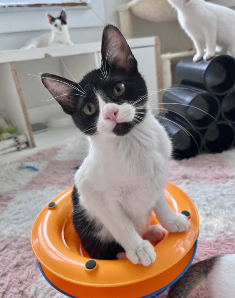 Bailey - Domestic Shorthair available for adoption