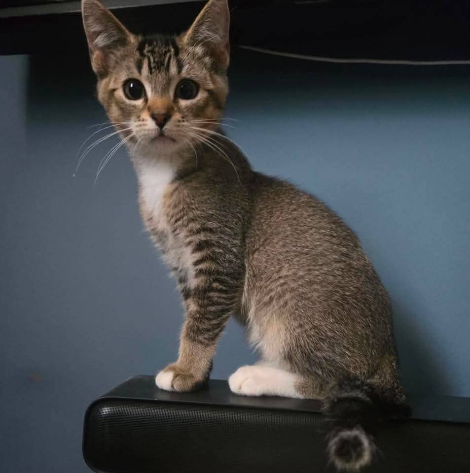 Ray - Domestic Shorthair cat available for adoption at Grateful Friends Animal Rescue in Winnipeg