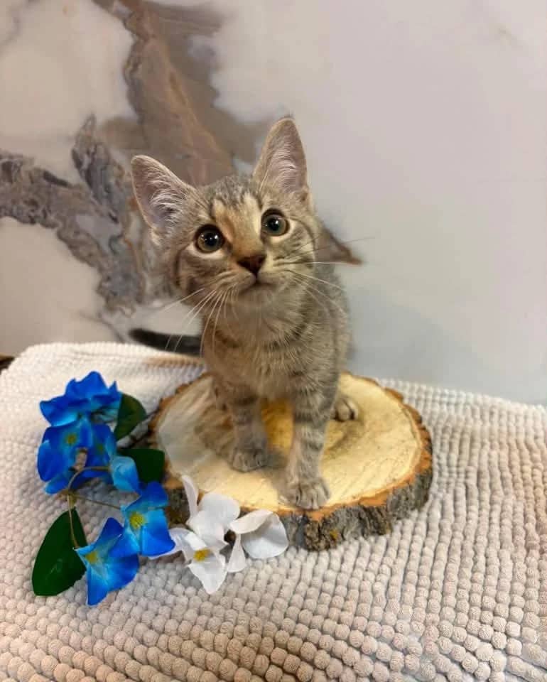 Chrome - Domestic Shorthair cat available for adoption at Grateful Friends Animal Rescue in Winnipeg