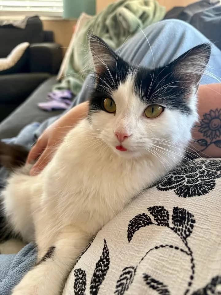 Wednesday - Domestic Shorthair cat available for adoption at Grateful Friends Animal Rescue in Winnipeg