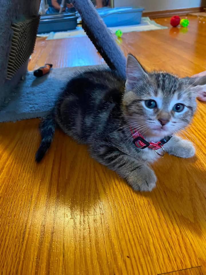 Watermelon - Domestic Shorthair cat available for adoption at Grateful Friends Animal Rescue in Winnipeg