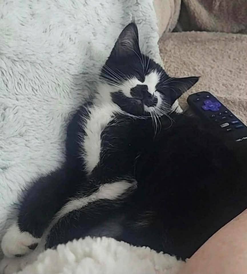 Mario - Domestic Shorthair available for adoption