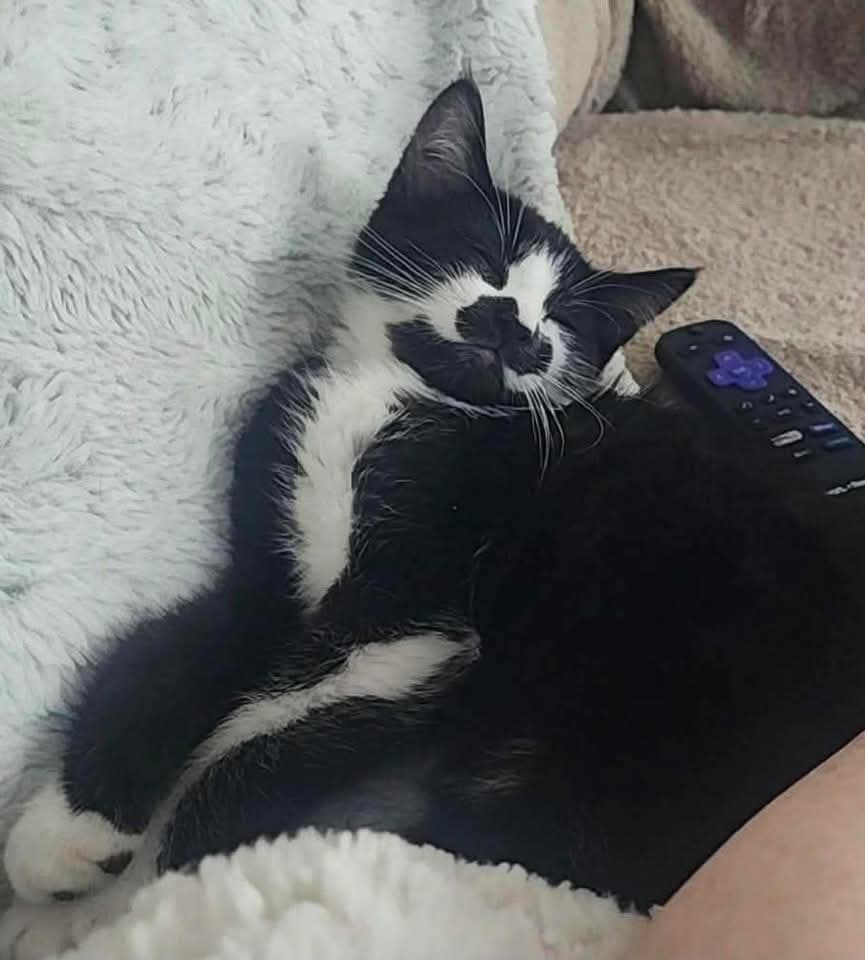 Mario - Domestic Shorthair available for adoption
