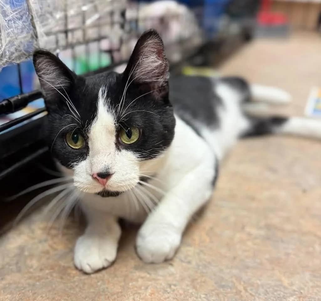 Felix - Domestic Shorthair cat available for adoption at Grateful Friends Animal Rescue in Winnipeg