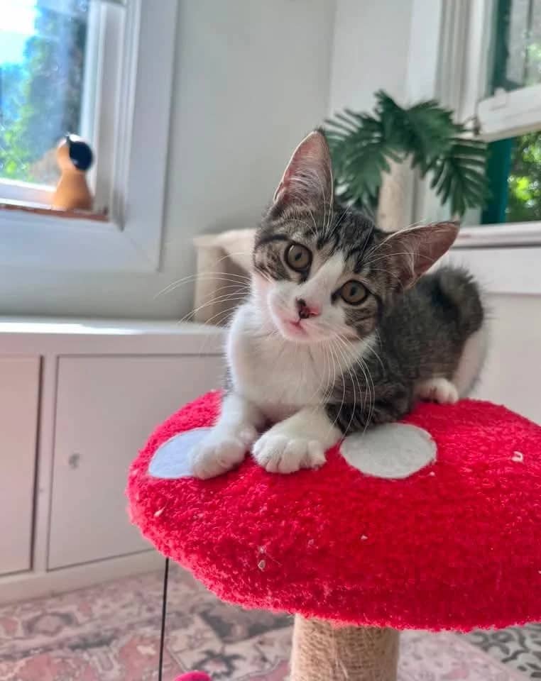 Cassette - Domestic Shorthair cat available for adoption at Grateful Friends Animal Rescue in Winnipeg
