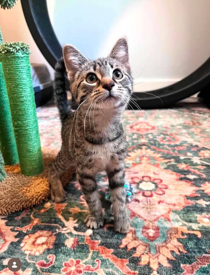 Squeee - Domestic Shorthair cat available for adoption at Grateful Friends Animal Rescue in Winnipeg