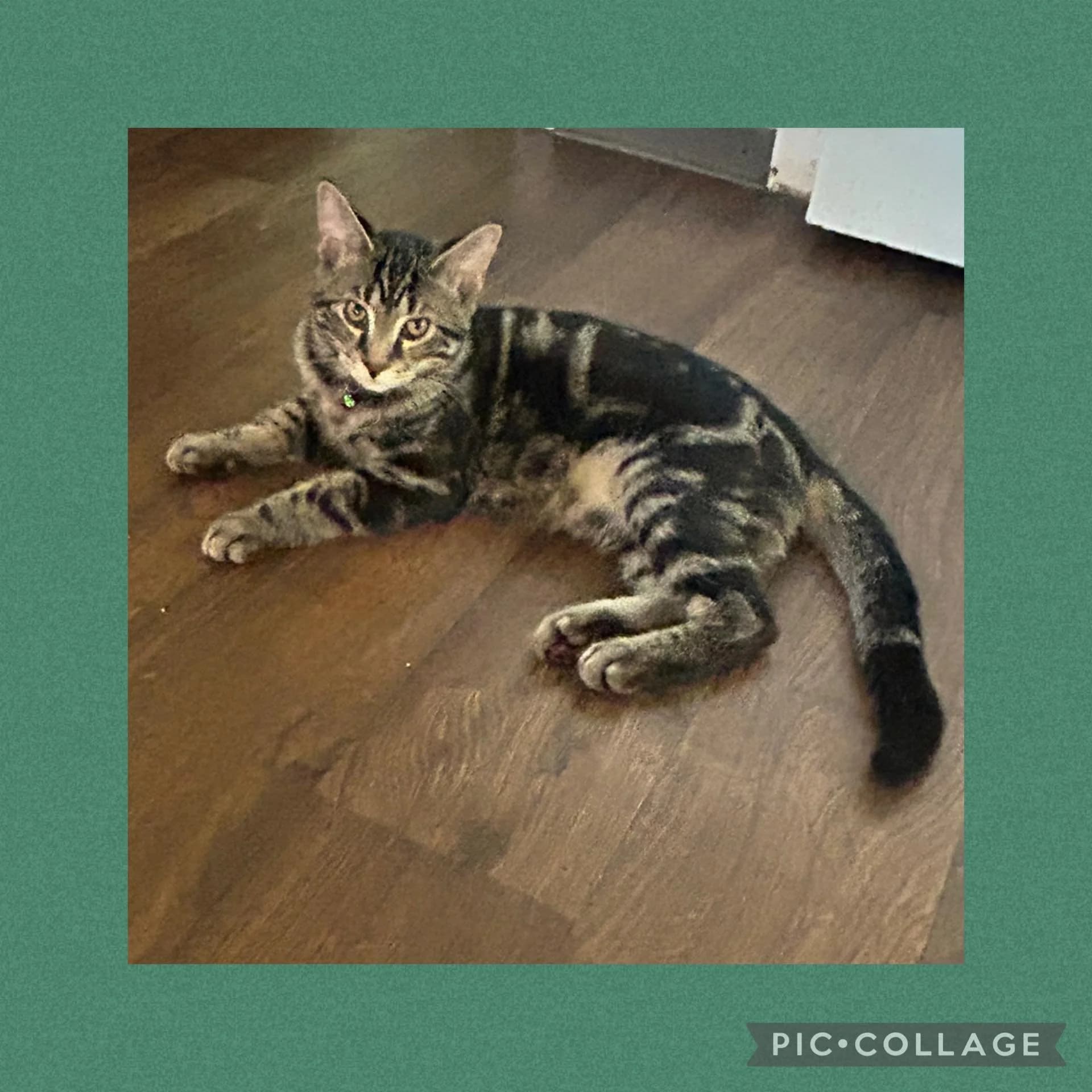 Felix - Domestic Shorthair available for adoption