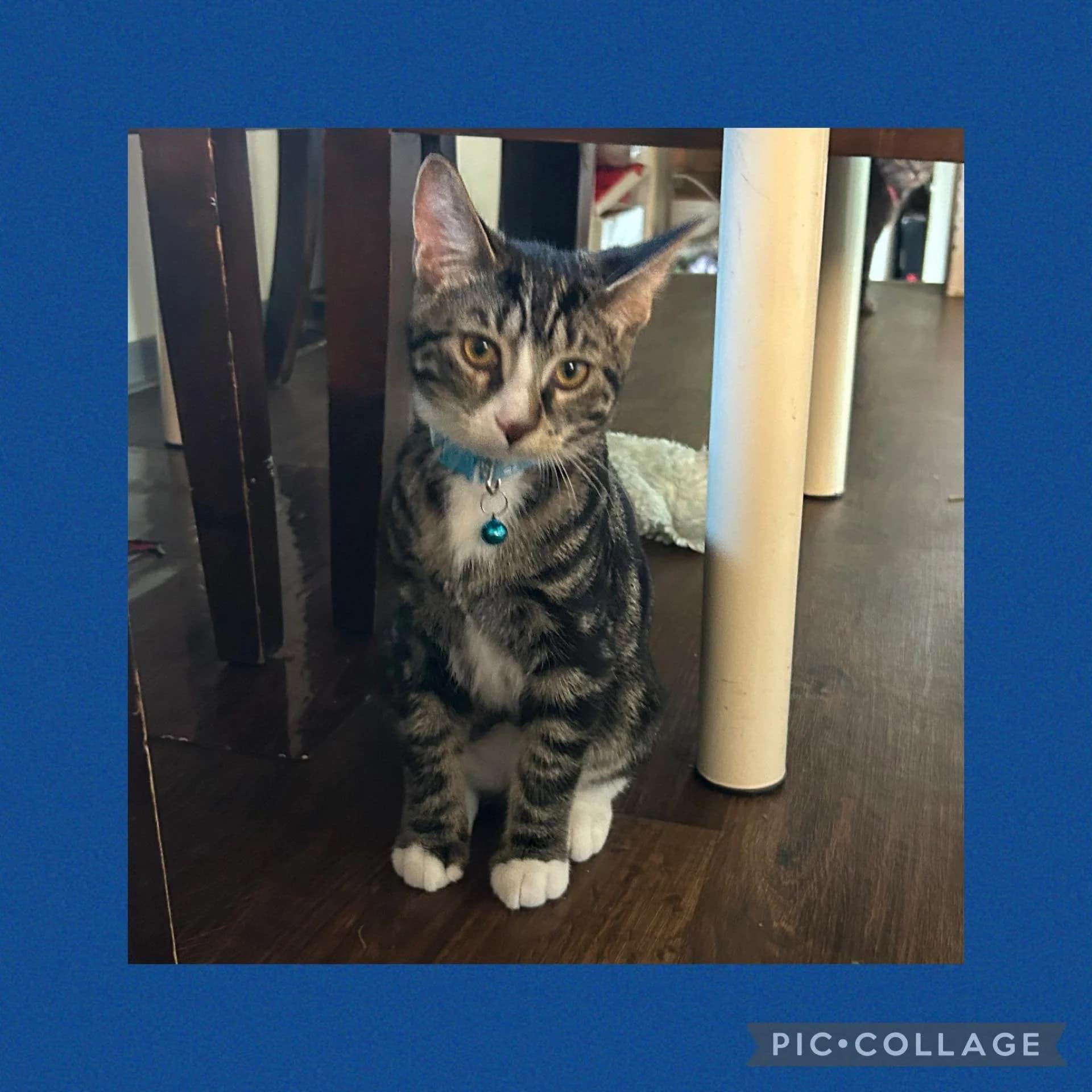 Gus - Domestic Shorthair available for adoption