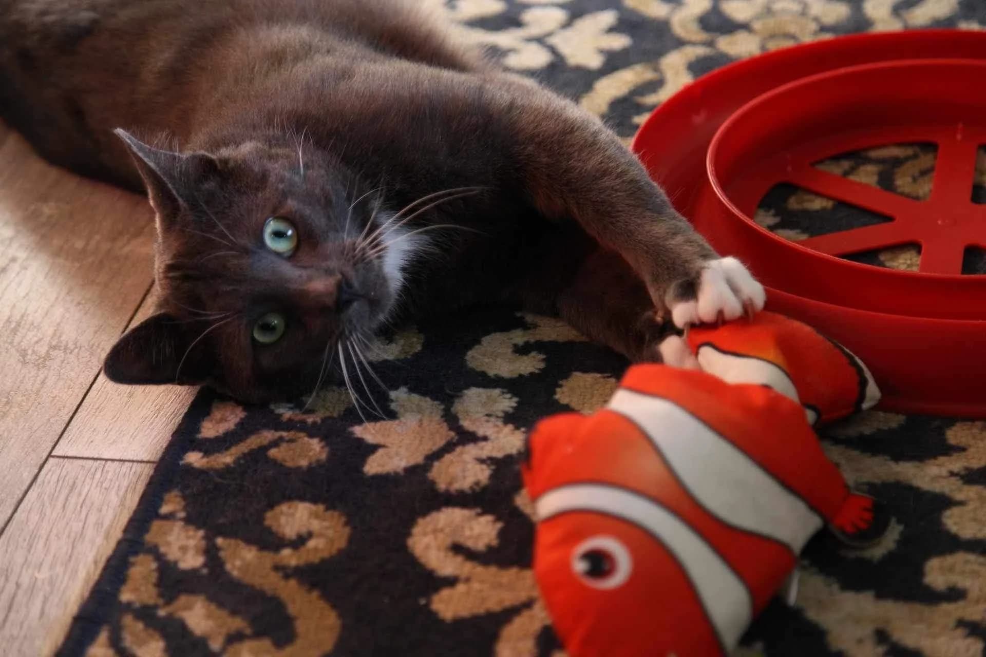Frank - Domestic Shorthair available for adoption