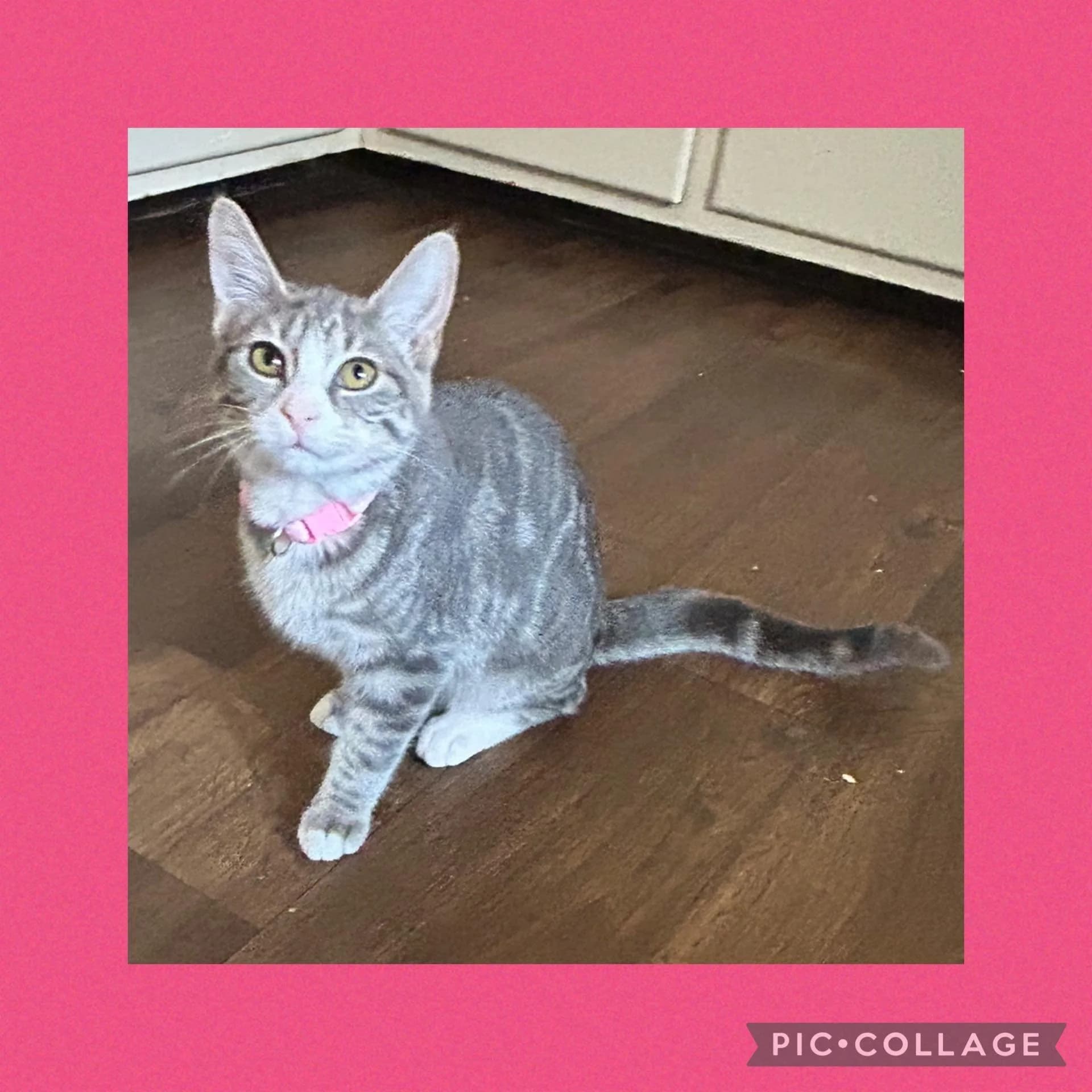 Celeste - Domestic Shorthair available for adoption