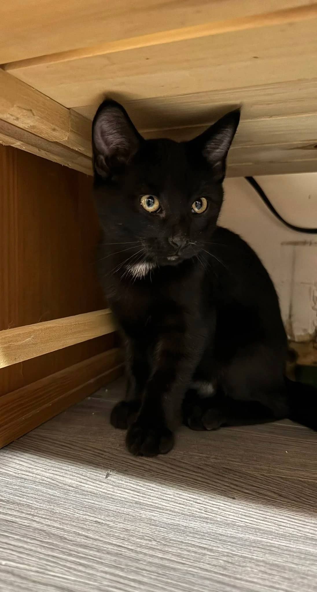 Loki - Domestic Shorthair available for adoption