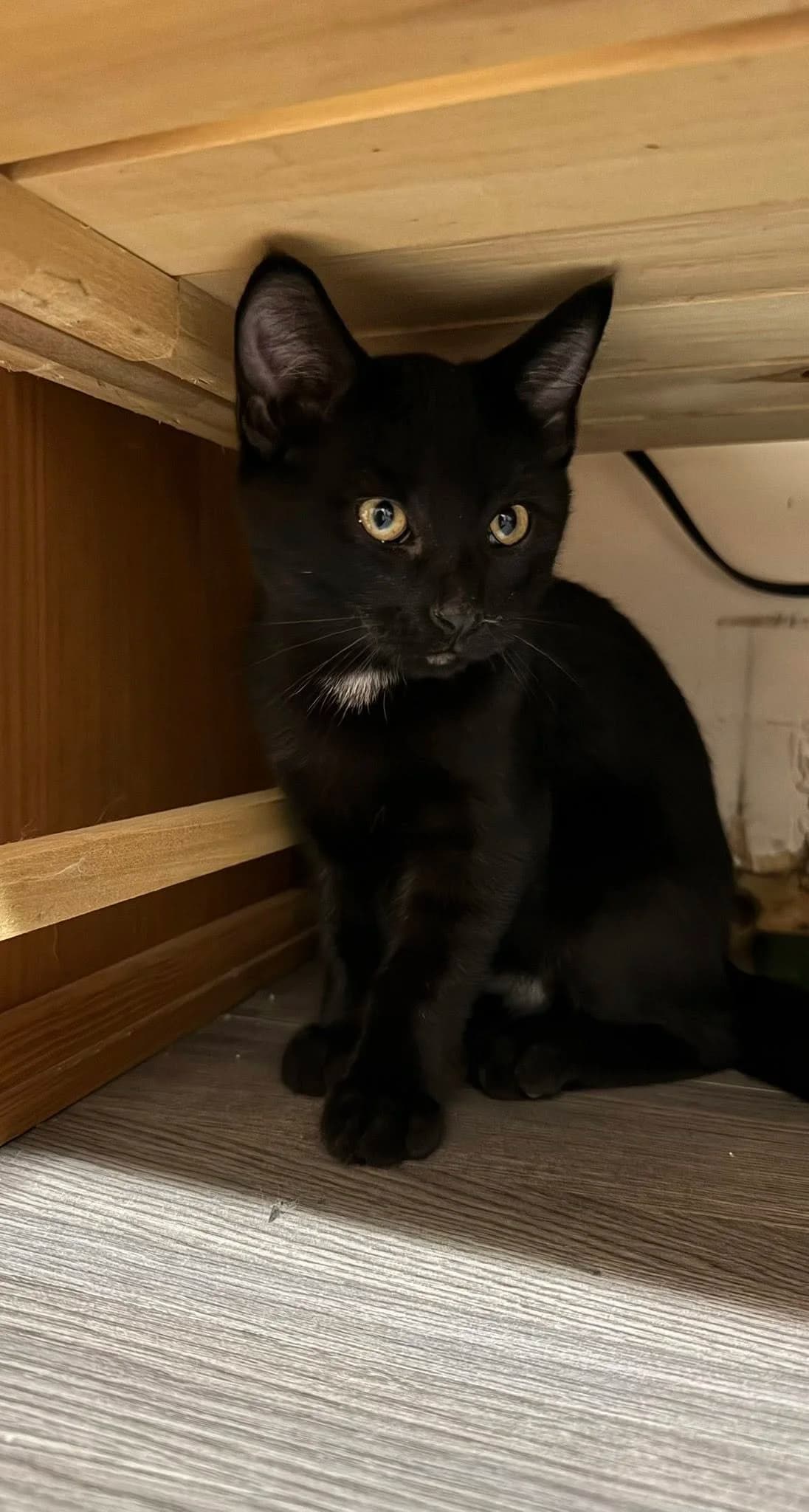 Loki - Domestic Shorthair available for adoption