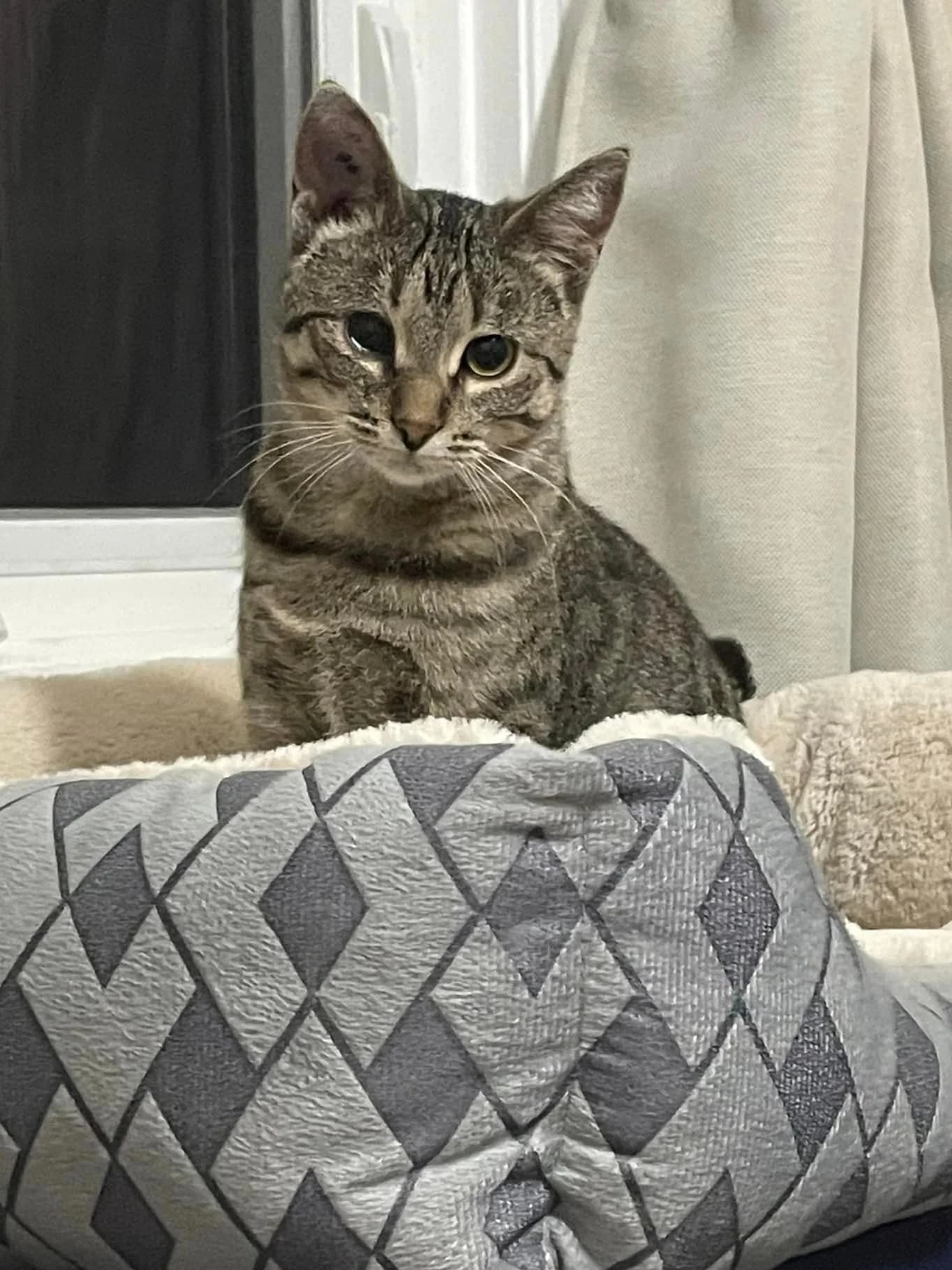 Misty - Domestic Shorthair available for adoption