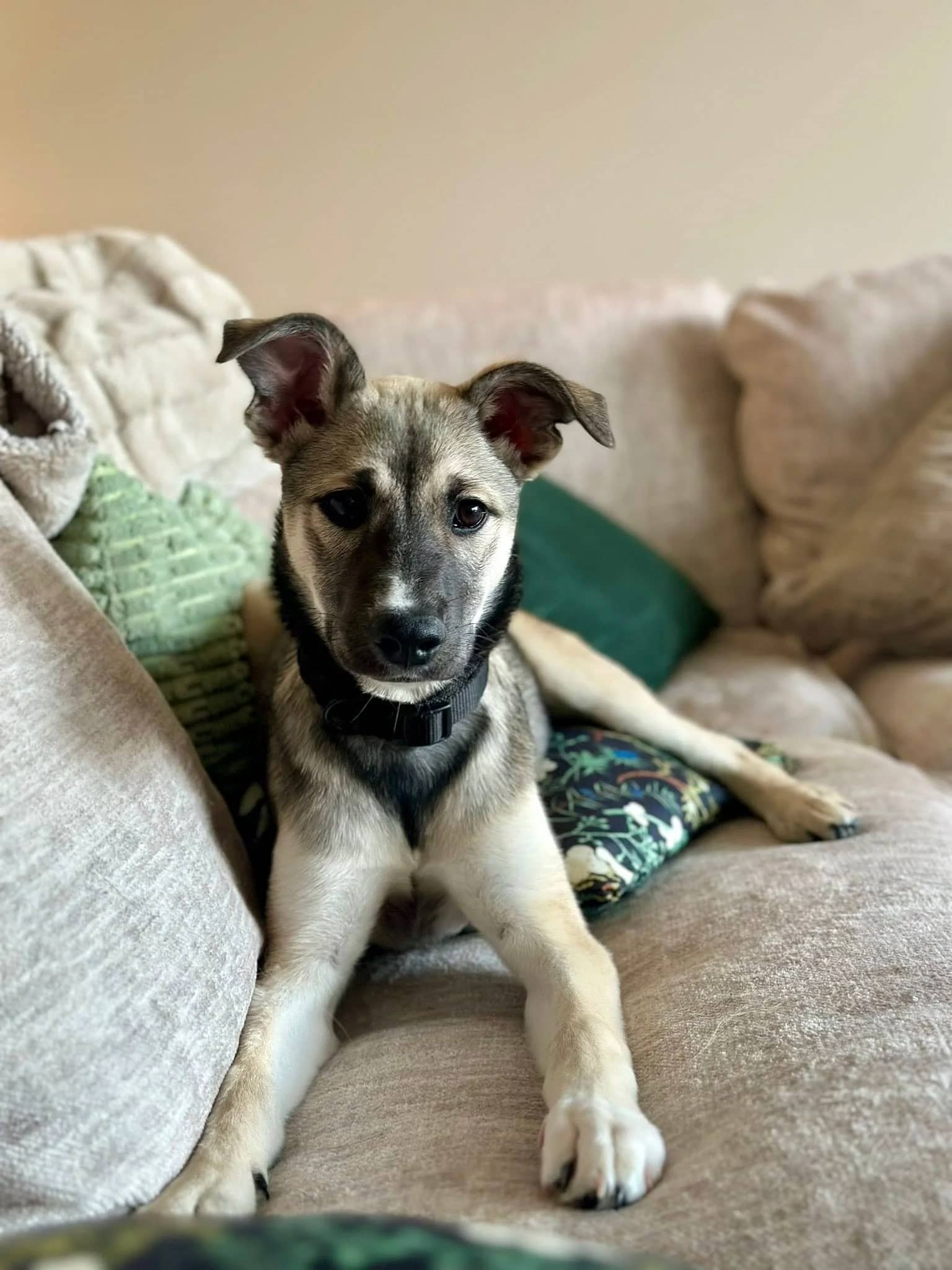 Margo - Mixed Breed available for adoption