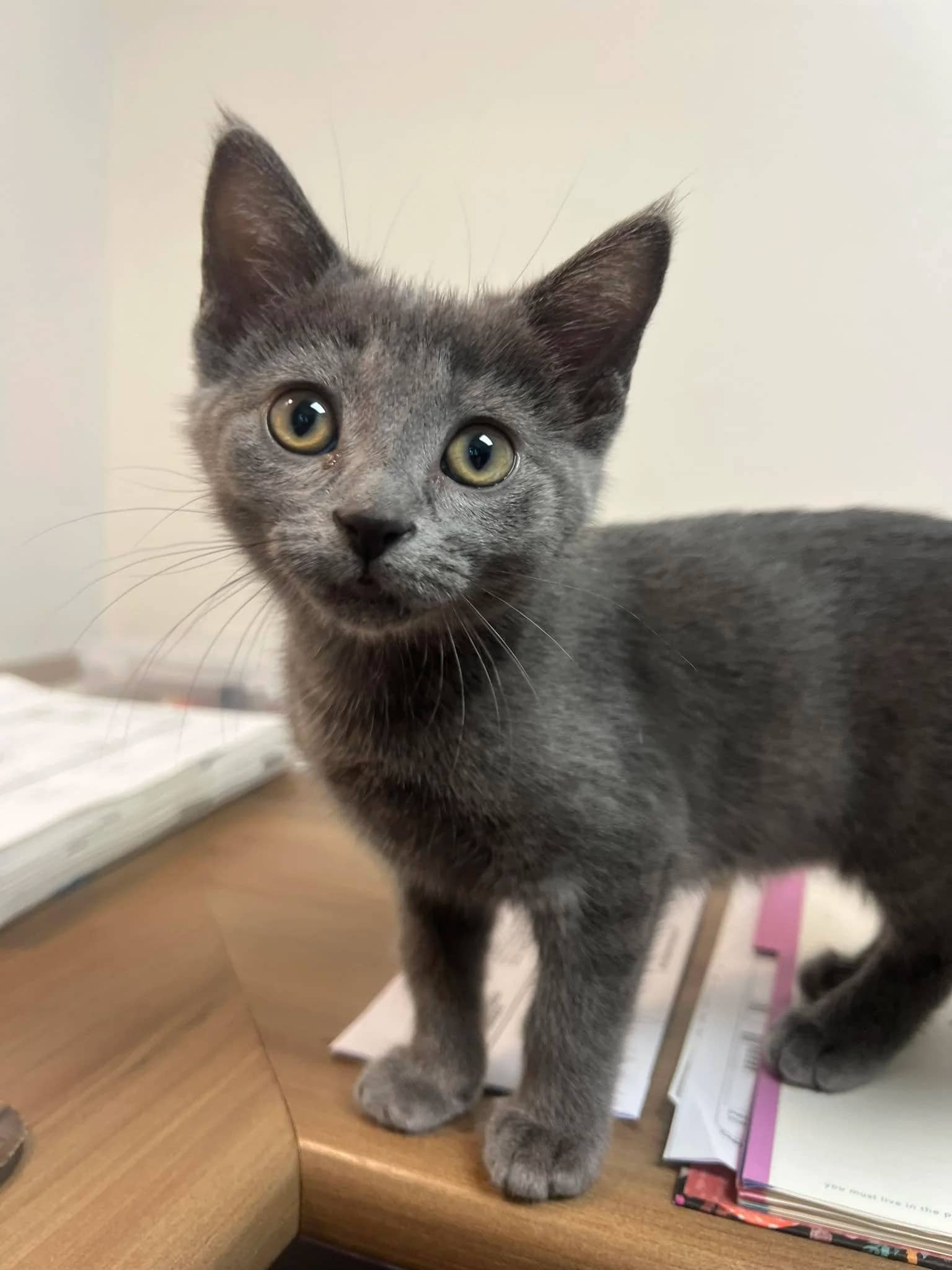Poppy - Domestic Shorthair available for adoption