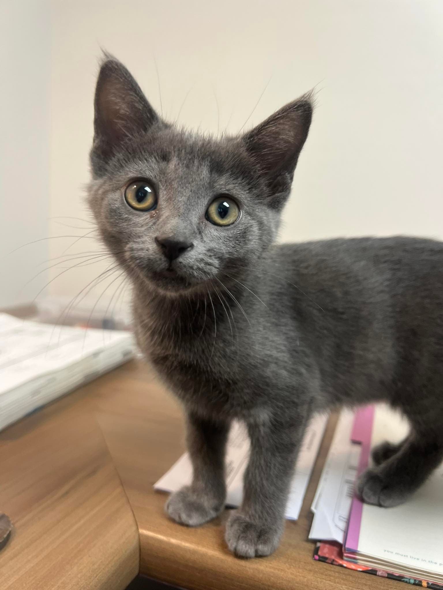 Poppy - Domestic Shorthair available for adoption