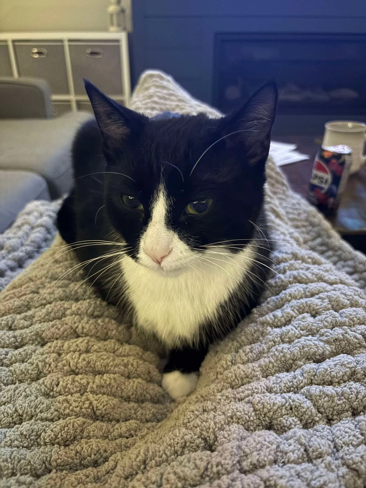 Joey - Domestic Shorthair available for adoption