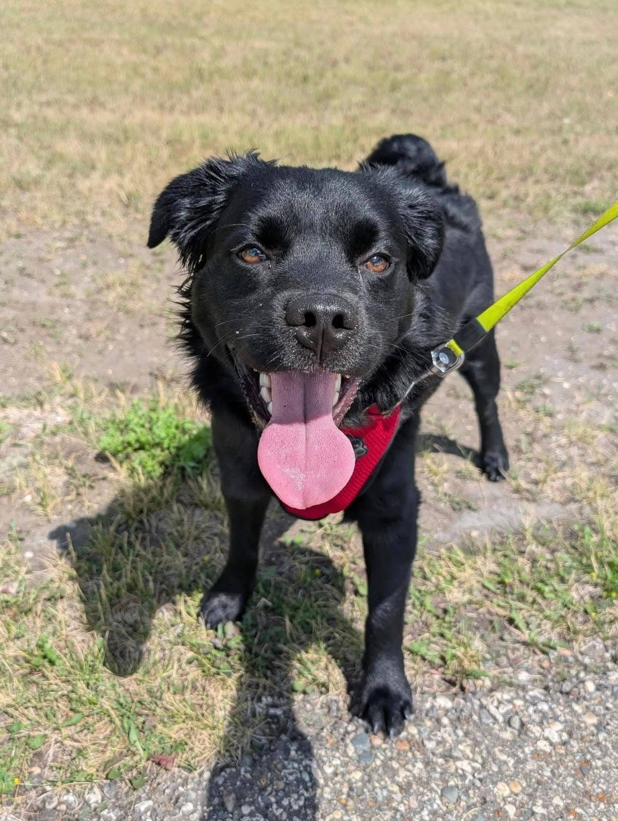 Steven - Mixed Breed available for adoption
