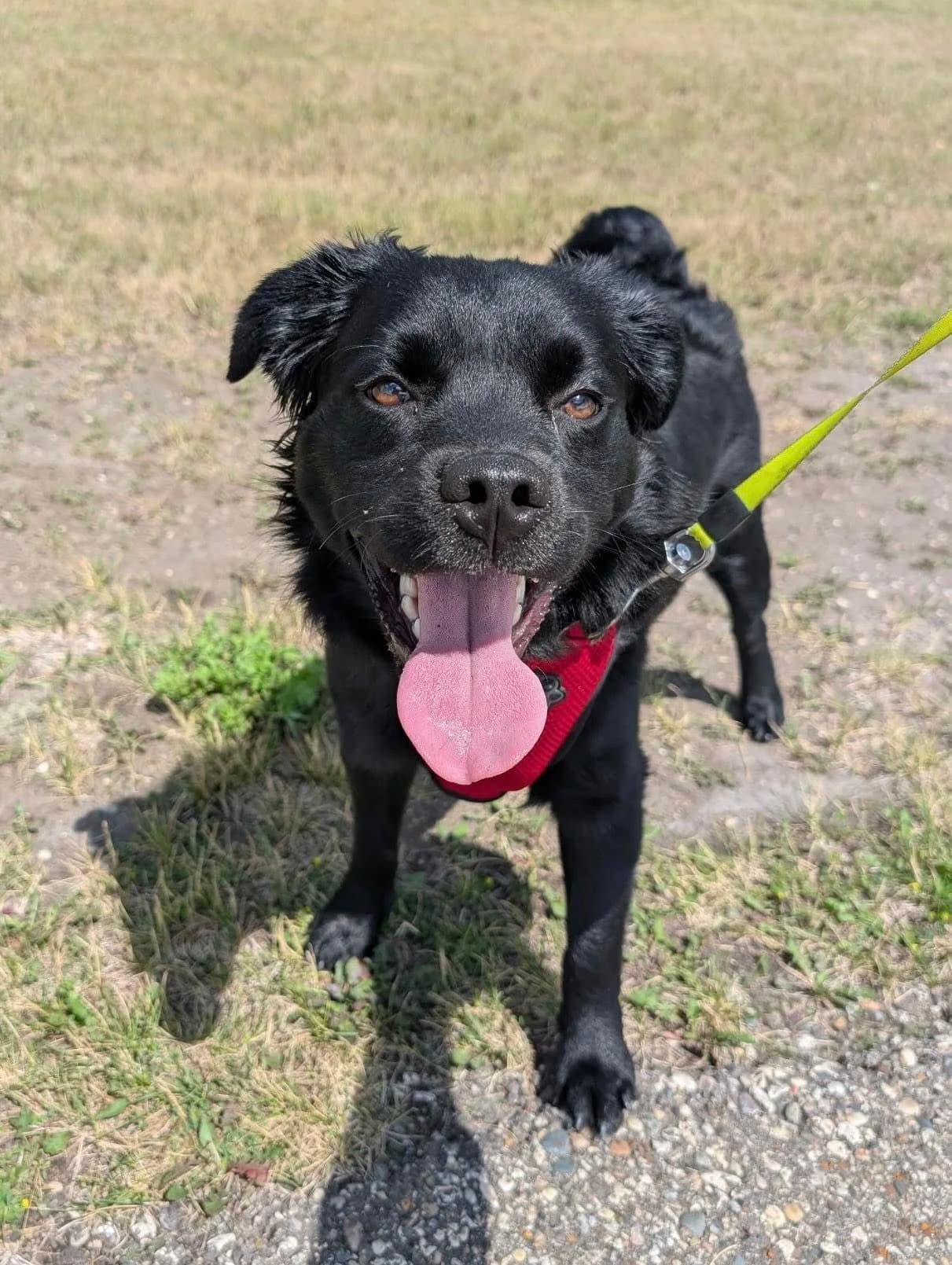 Steven - Mixed Breed available for adoption