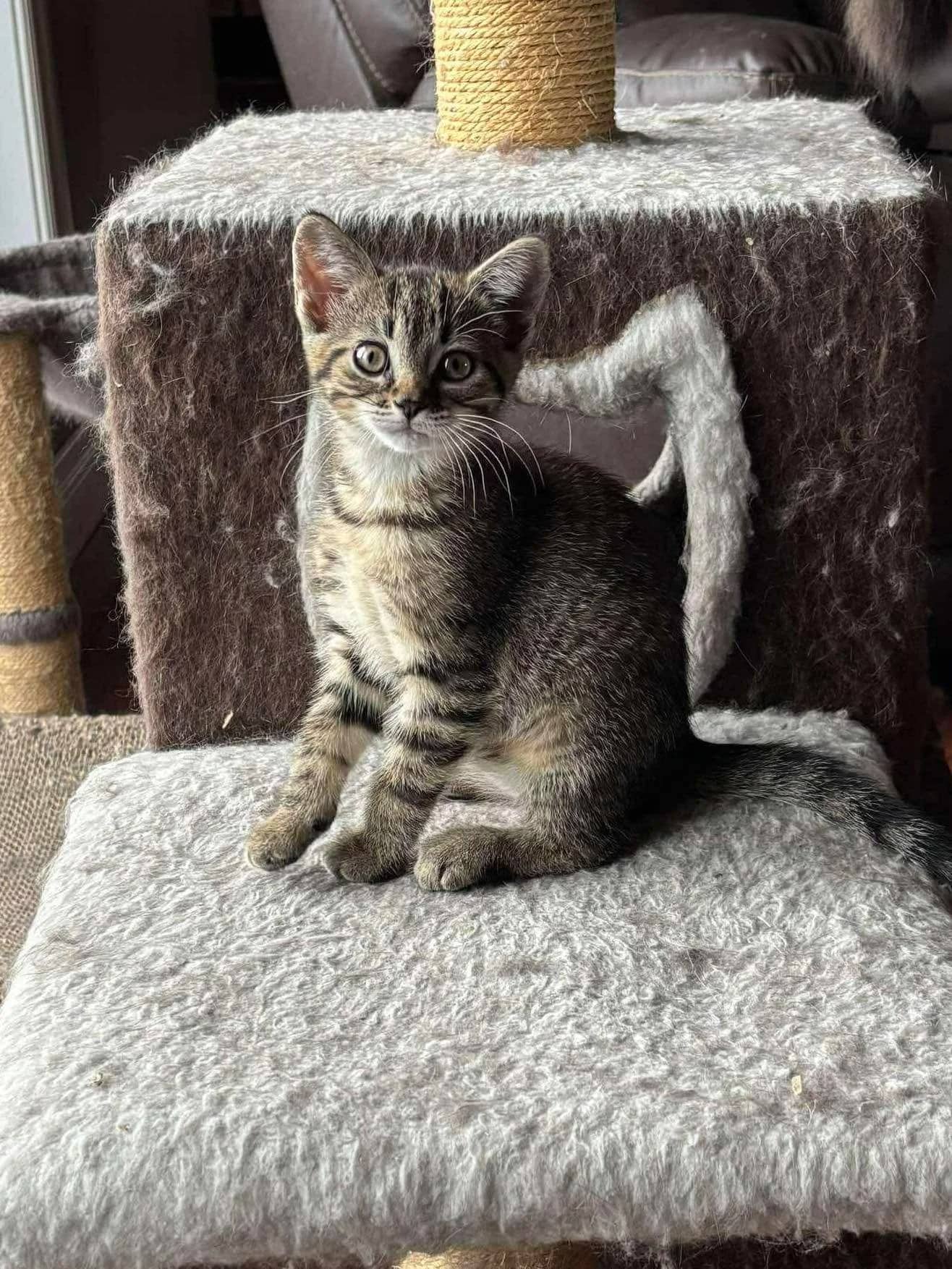 Penny - Domestic Shorthair available for adoption