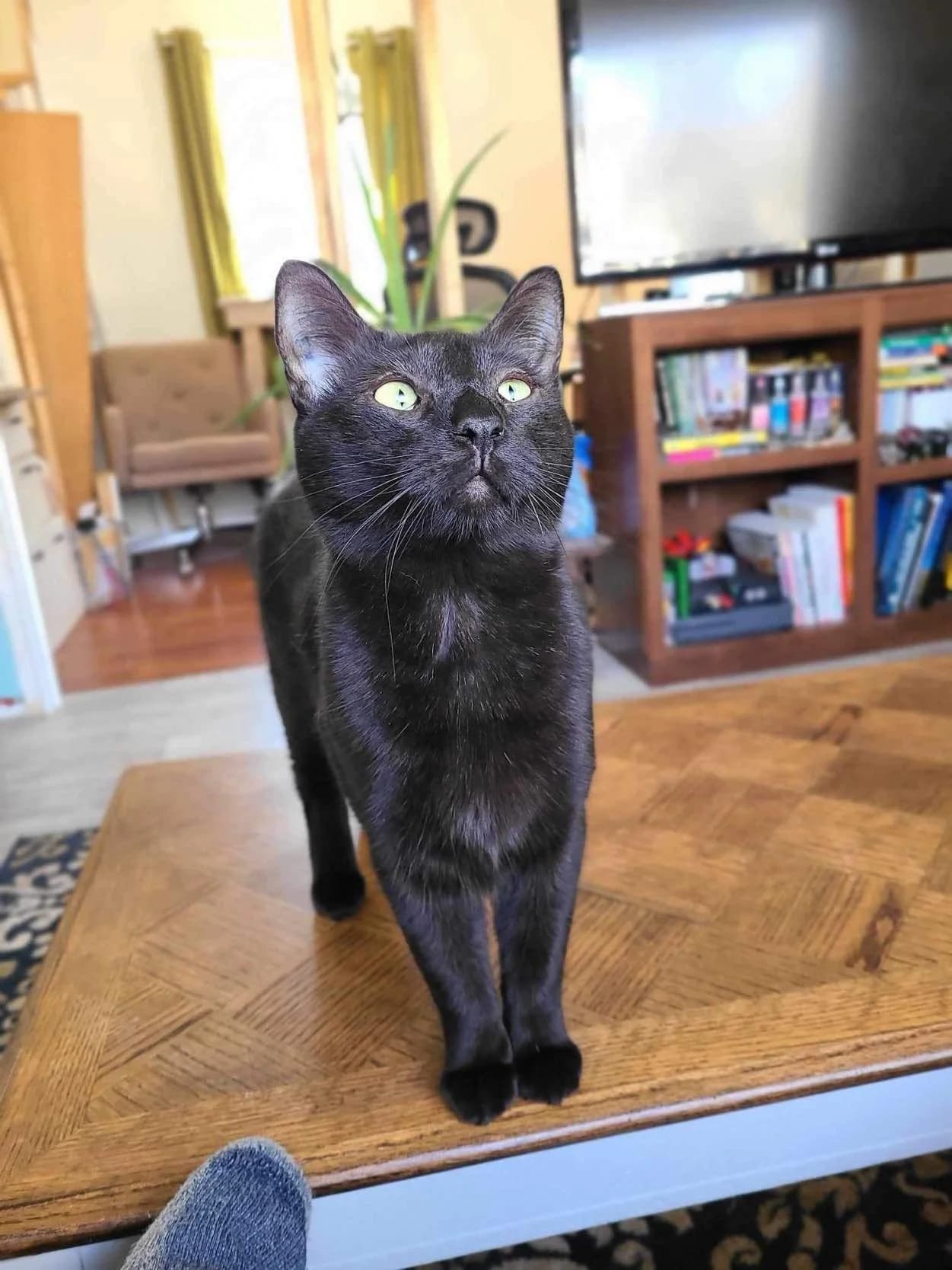 Shadow - Domestic Shorthair cat available for adoption at Westman Animal Rescue in Boissevain
