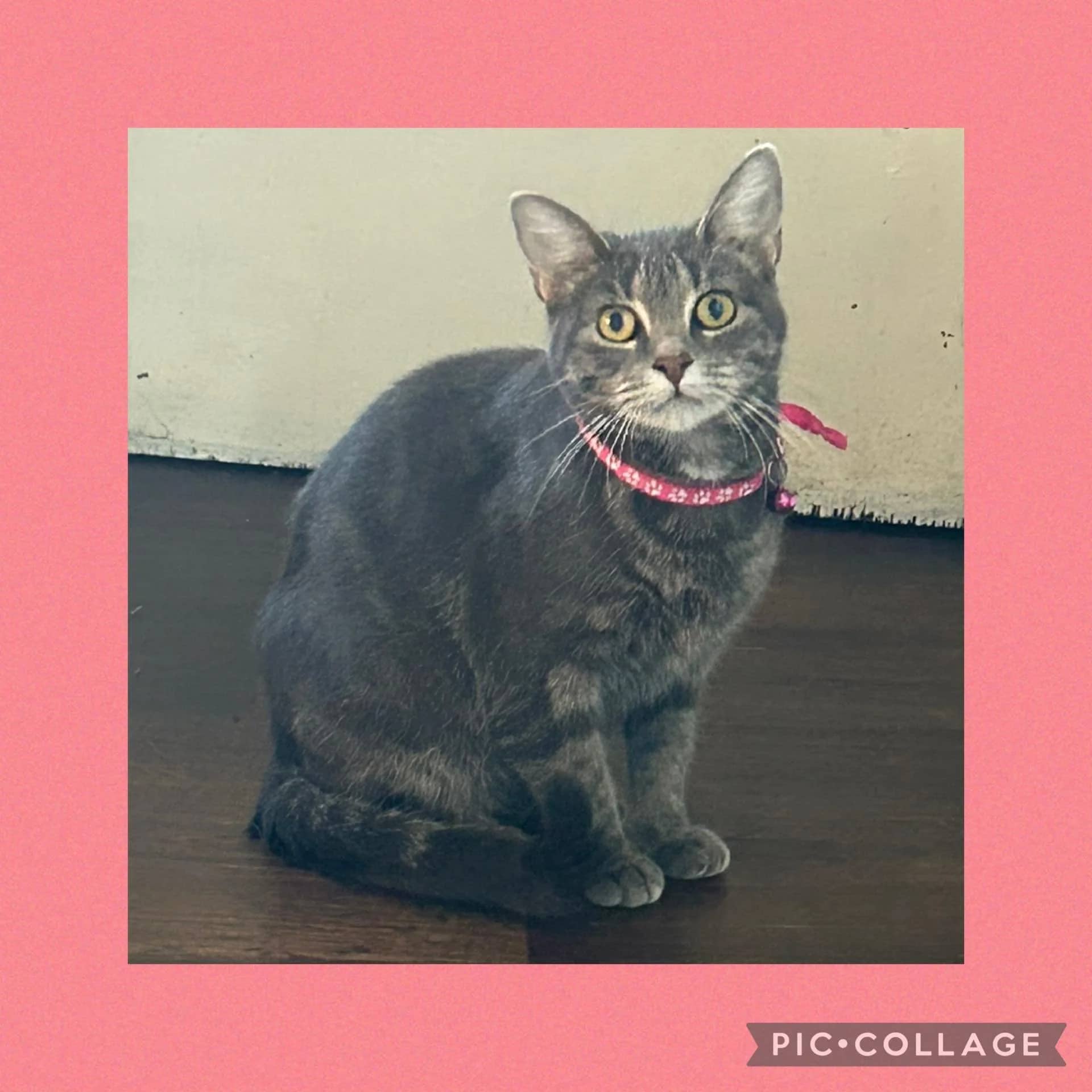 Celine - Domestic Shorthair available for adoption