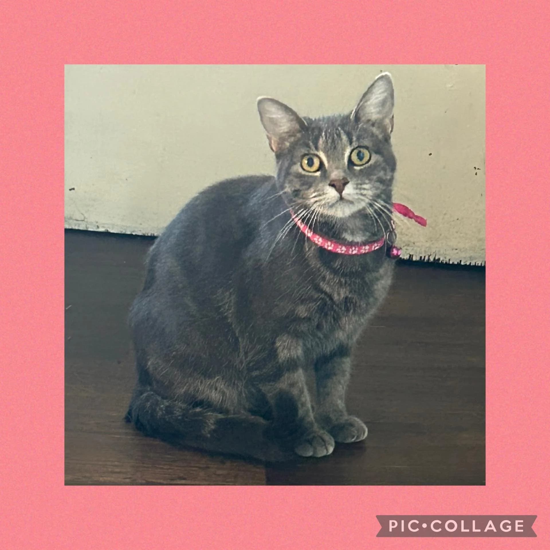 Celine - Domestic Shorthair available for adoption