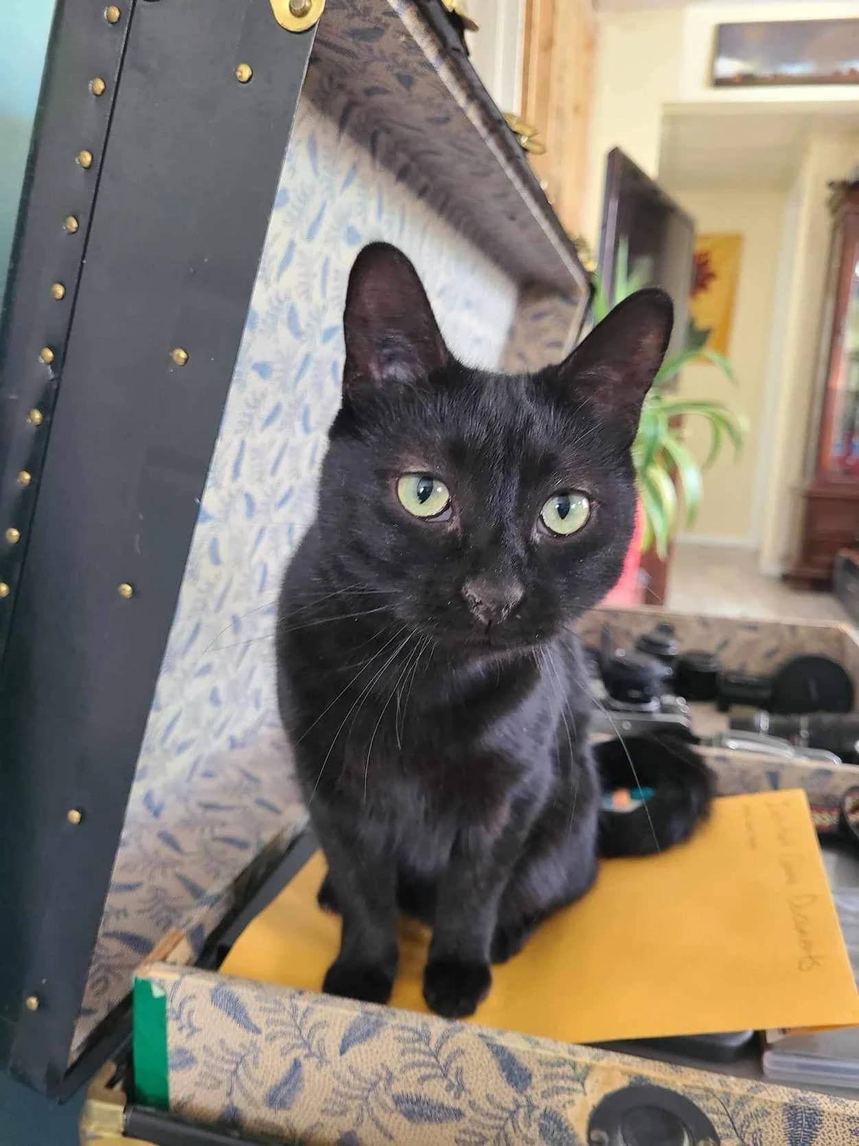 Raven - Domestic Shorthair available for adoption