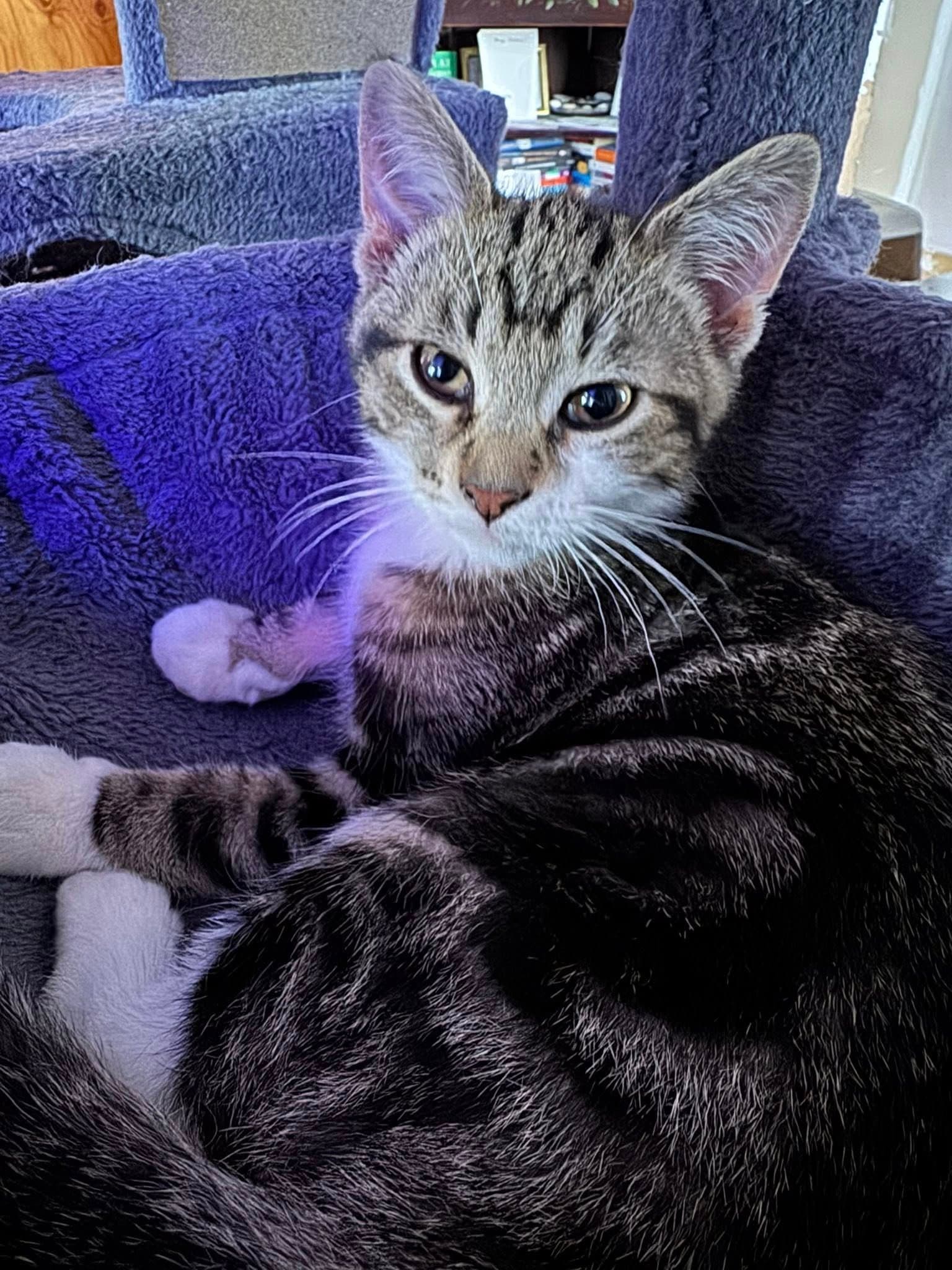 Weasel - Domestic Shorthair available for adoption