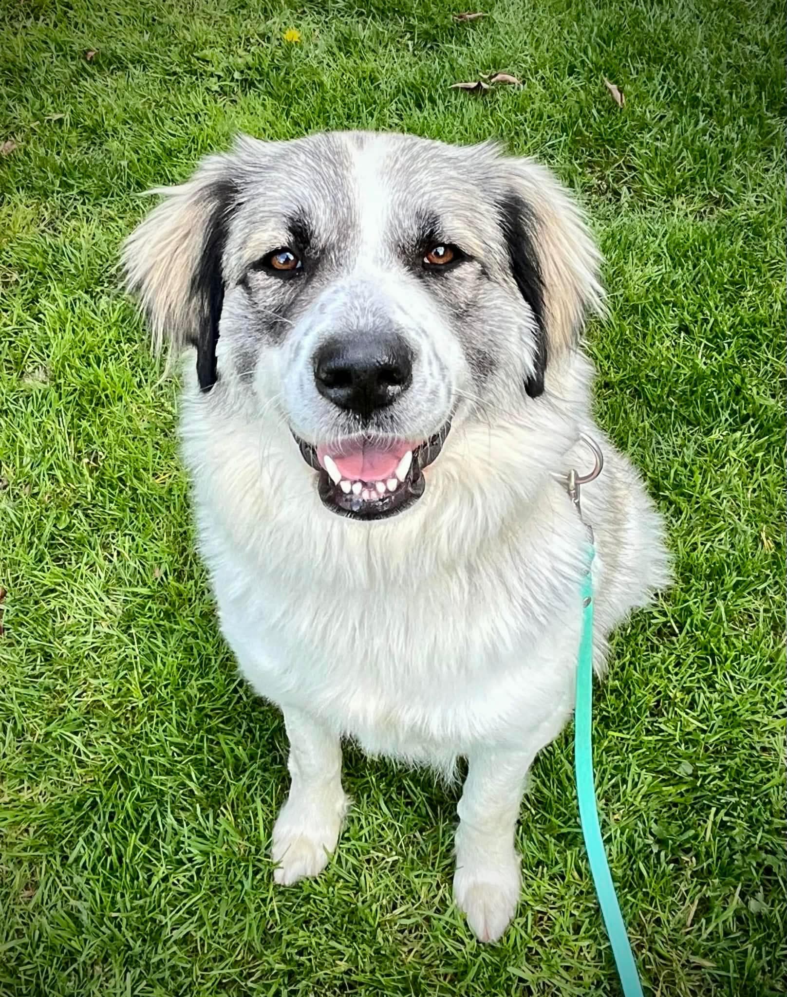 Aurora - Mixed Breed available for adoption in Calgary