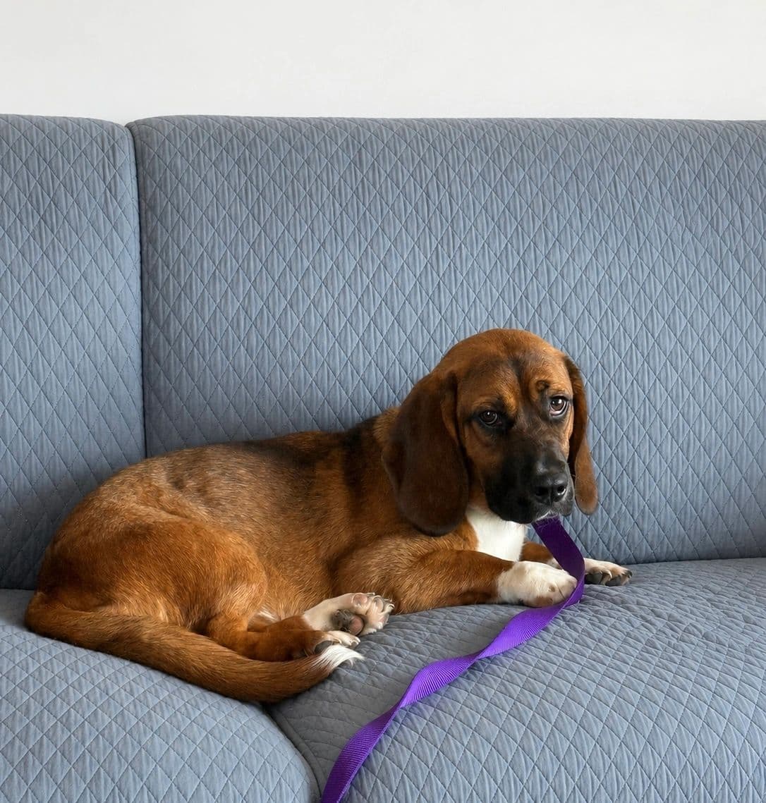Delphine - Mixed Breed available for adoption at Northern Transitional Dog Rescue in Dorintosh