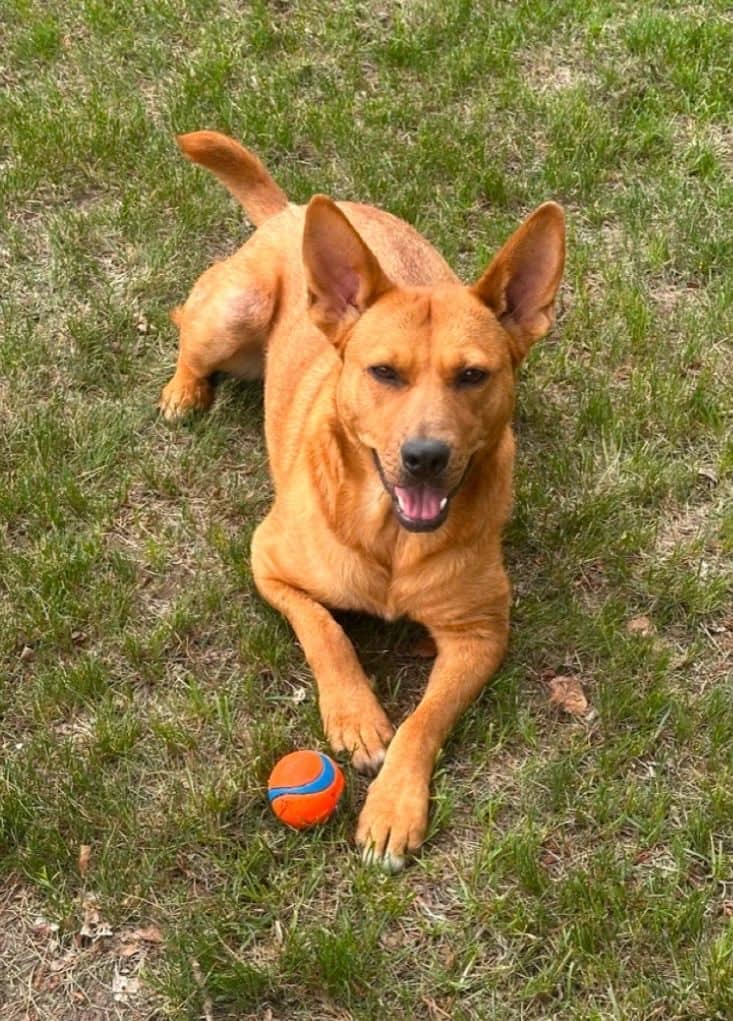 Phoebe - Mixed Breed available for adoption