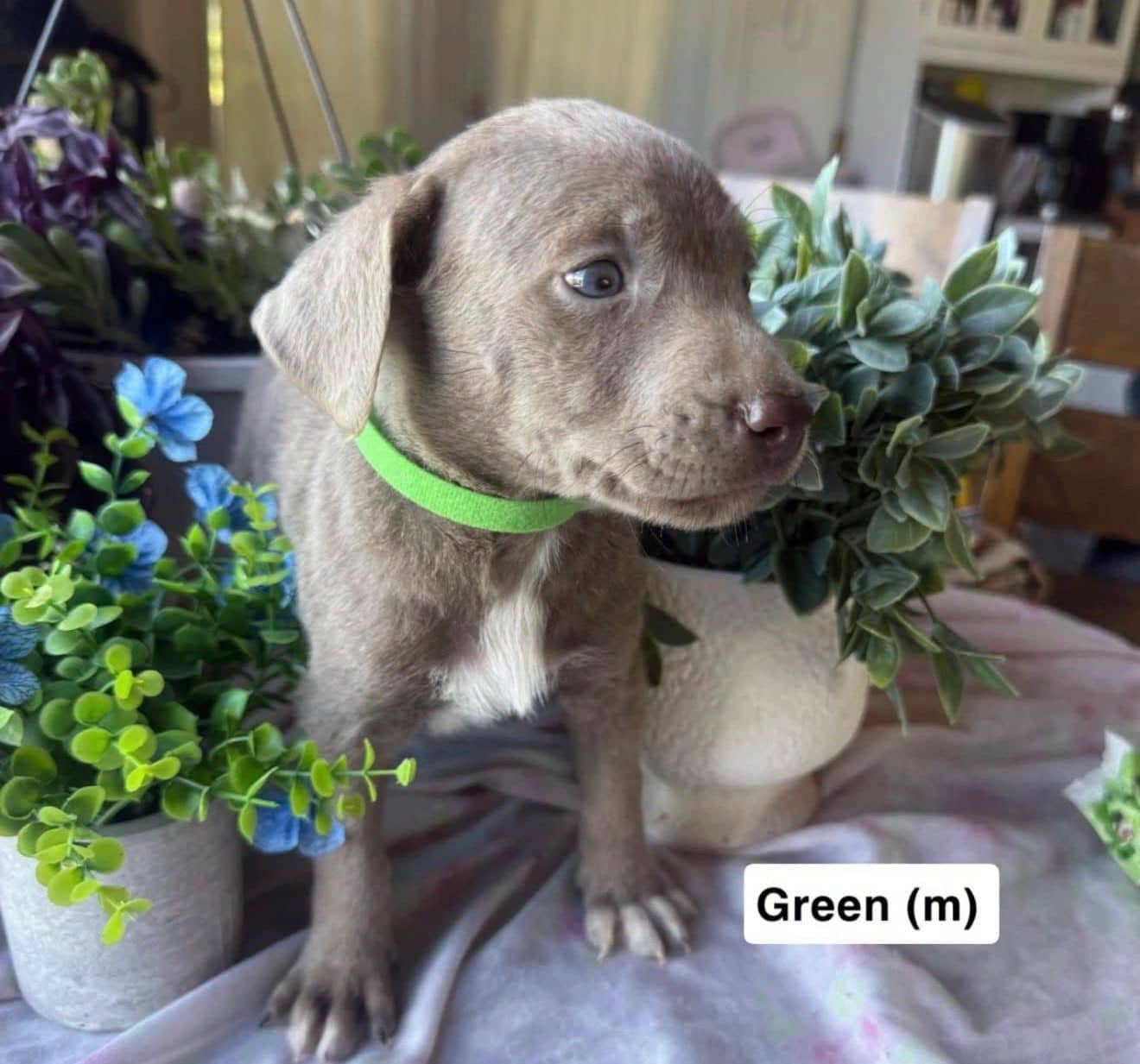 Green Collar - Mixed Breed available for adoption